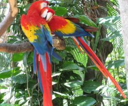 Awesome 9 1/2 Month Old Scarlet Baby Macaws