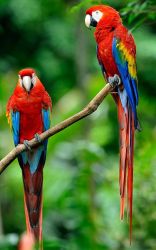 Stunning Scarlet Macaw Parrots With Large Cage