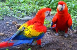 Stunning Talking Scarlet Macaw Parrots