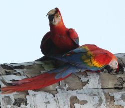 Bonded pair of scarlet macaws in perfect feathers