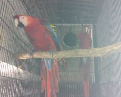 Sweet Scarlett Macaw parrots Hand Reared