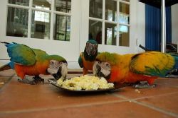 Good Talker Scarlet Macaw parrots