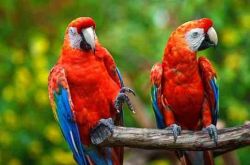 Well Tamed Scarlet Macaws Ready For New Homes.