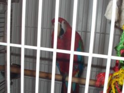 Bolivian Scarlett Macaw