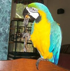 Super Tame & Talking Scarlet Macaw Babies