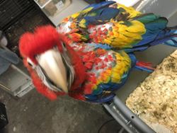 scarlet macaws handfed