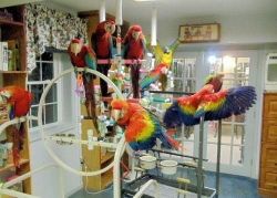 Talking and Singing Scarlet Macaw Parrots