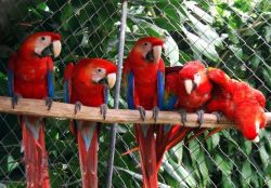 lovely little Scarlet Macaws.
