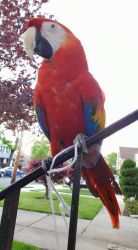 16 Months Old Scarlet Macaw parrots