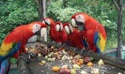 Scarlet Macaw babies.Handfed, healthy, and ID banded.