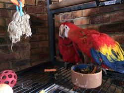 16 Months Old Scarlet Macaw parrot for sale