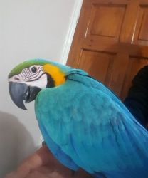 hand fed blue and gold macaw parrots with great love