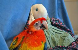 male and female scarlet macaw