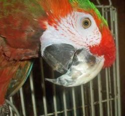 Red Scarlet macaws for sale at christmas