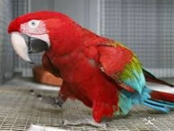 scarlett macaw parrots ready