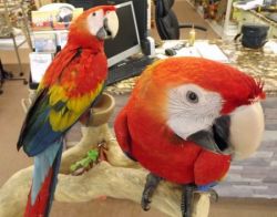 Talking Scarlet Macaw Parrots With Cage
