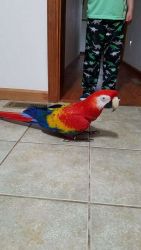 Scarlet Macaws For Sale.