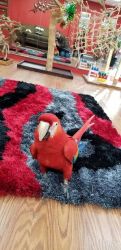 Beautiful Scarlet macaw BABY is available