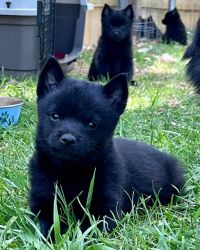 Schipperke puppies for sale