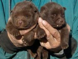 AKC Reg. Schipperke puppies for saleâ€¦