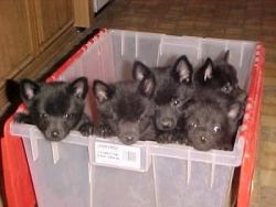 Loving Family for these Schipperke Puppies