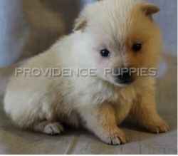 Gorgeous Schipperke puppies for sale