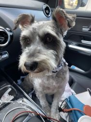 Mixed Schnauzer (2 years old )