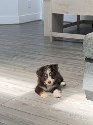 Mini Schnauzzie (Aussie mix) Puppy for Sale