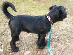 6 month old IMPORTED black Standard Schnauzer female
