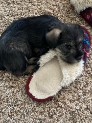 Miniature Schnauzer puppies ready for forever home