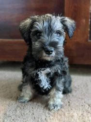 Adorable schnauzer puppies for adoption(xxx) xxx-xxx4