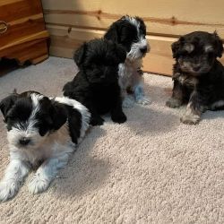 Schnauzer puppies available for sale.