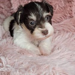 Schnauzer puppies for rehoming