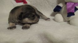Miniature Schnauzer pups for sale in Iowa