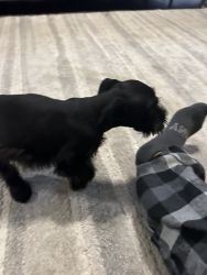 Black puppy miniature schnauzer