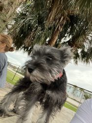 Female Schnauzer 6 months old, housebroken and a sweetheart.