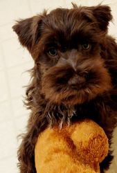 Toy size miniature Schnauzer Puppy