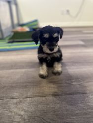 Miniature Schnauzer Dog Breed