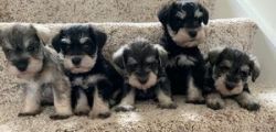 Schnauzer puppies ready for adoption.
