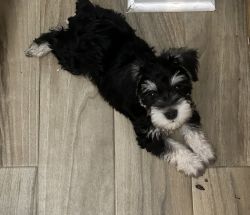 2 cute mini schnauzers looking for home!