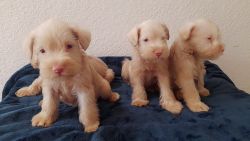 Adorable Schnauzer pups for sale