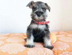 Schnauzer puppies for rehomes
