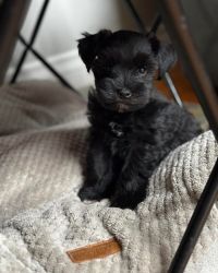 Extremely Cute Solid Black Schnauzer