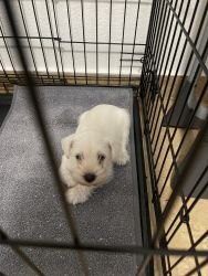 Puppy for sell Schnauzer