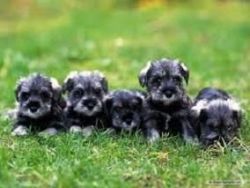 Miniature Schnauzer Puppies M/f Avaliable now
