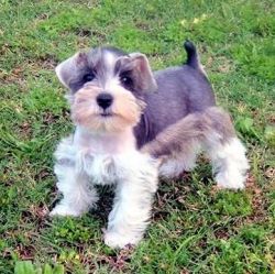 Cute Schnauzers Available Now
