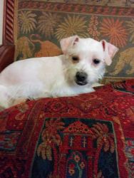 Tiny white schnauzer looking for a home
