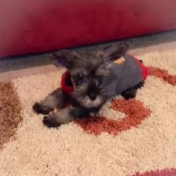 Tiny Toy Schnauzer puppy for adoption
