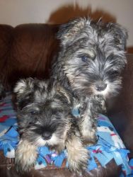 Miniature schnauzer puppies for adoption