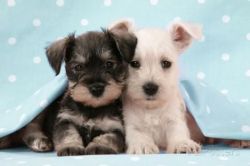 Gorgeous Miniature Schnauzer Pups Ready.